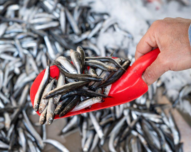 Hamsi dibe vurdu, son yılların en yüksek fiyatını gördü! ''Zamanında 2 liraya yeniliyordu'' - Resim : 1