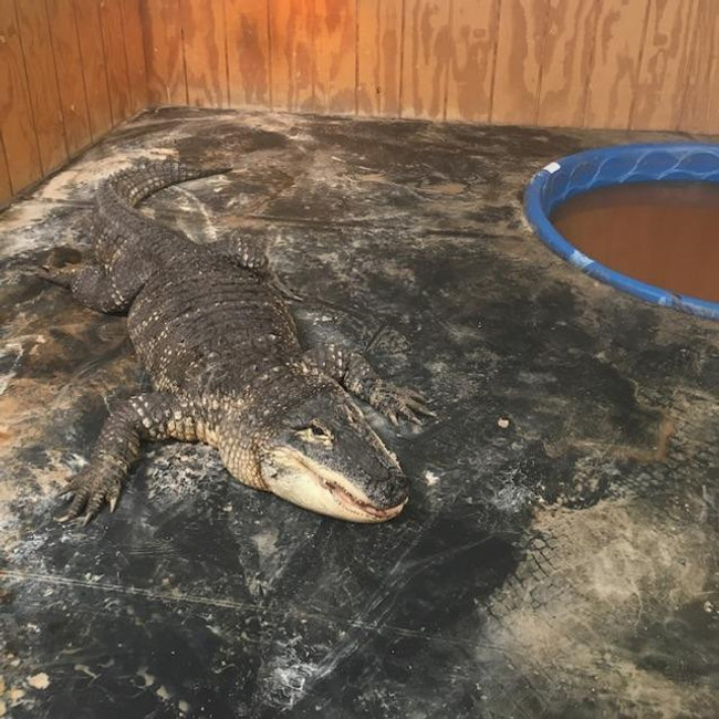 Fenerbahçe'nin yeni transferinin evcil hayvanını görenler inanamıyor - Resim : 1