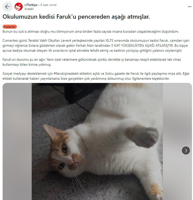 Öğretmen, okulun kedisini 5. kattan aşağı attı! Kedi Eros’un ardından şimdi de kedi Faruk… - Resim : 3