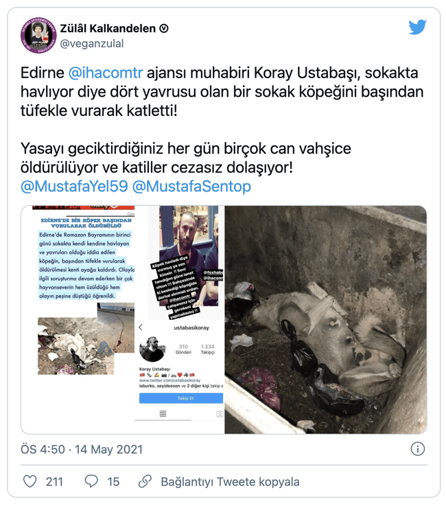 Gazeteci, sokaktaki köpeği av tüfeğiyle öldürdü - Resim : 3