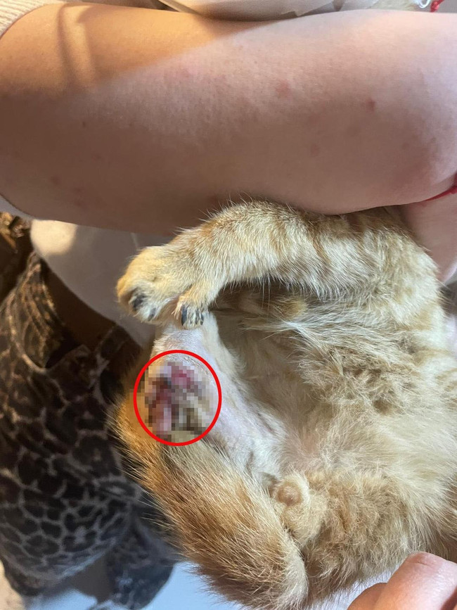 Akılalmaz vahşet! “Bağlama büyüsü” bahanesiyle hayvanlara işkence! - Resim : 1