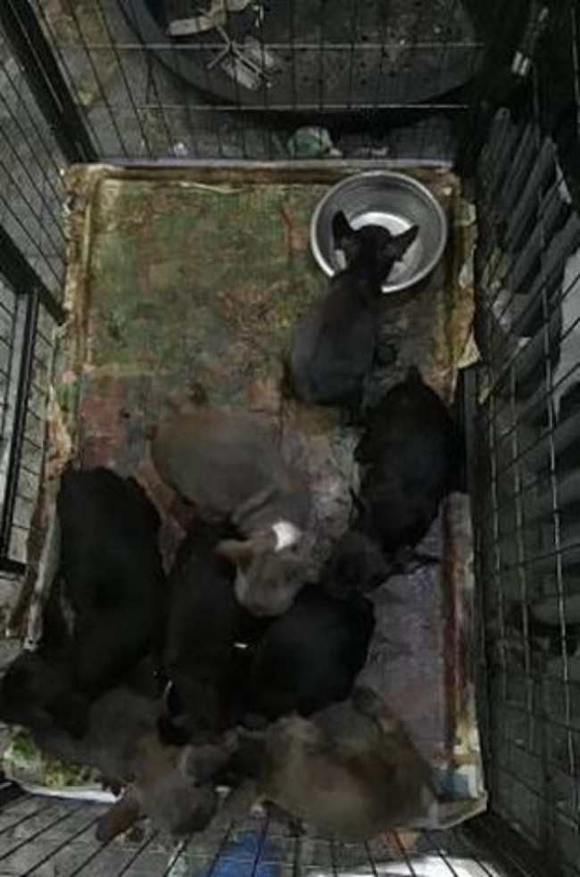 Evden gelen ihbar üzerine içeri giren yetkililerin nevri döndü: Tüm dünya bu manzarayı konuşacak - Resim : 3