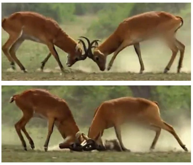 TRT'den, belgeseldeki hayvanların cinsel organlarına sansür! Buzlanarak ekrana yansıtıldı! - Resim : 1