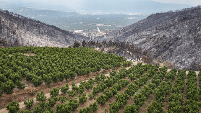 Yangında mucize görüntü: Bir tek orası yanmadı - Resim : 1