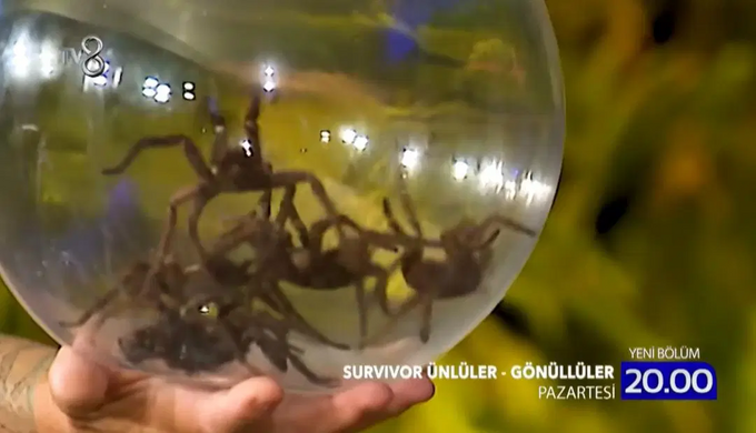 Acun Ilıcalı'nın 'TV'de yayınlamayacak' dediği Survivor cezası ortaya &ccedil;ıktı - Resim : 1