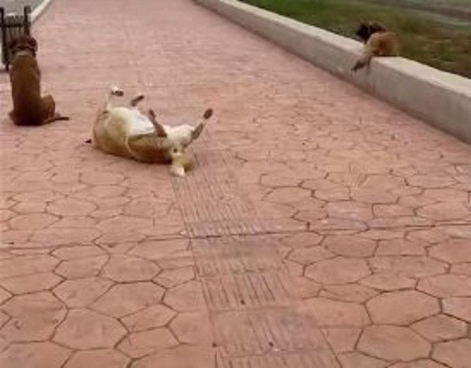 Önce Samsun şimdi Erzurum! Hareketsiz, donup kalan hayvanlar olay oldu - Resim : 1