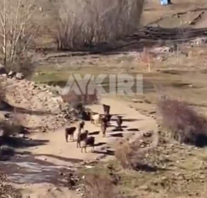 Önce Samsun şimdi Erzurum! Hareketsiz, donup kalan hayvanlar olay oldu - Resim : 2