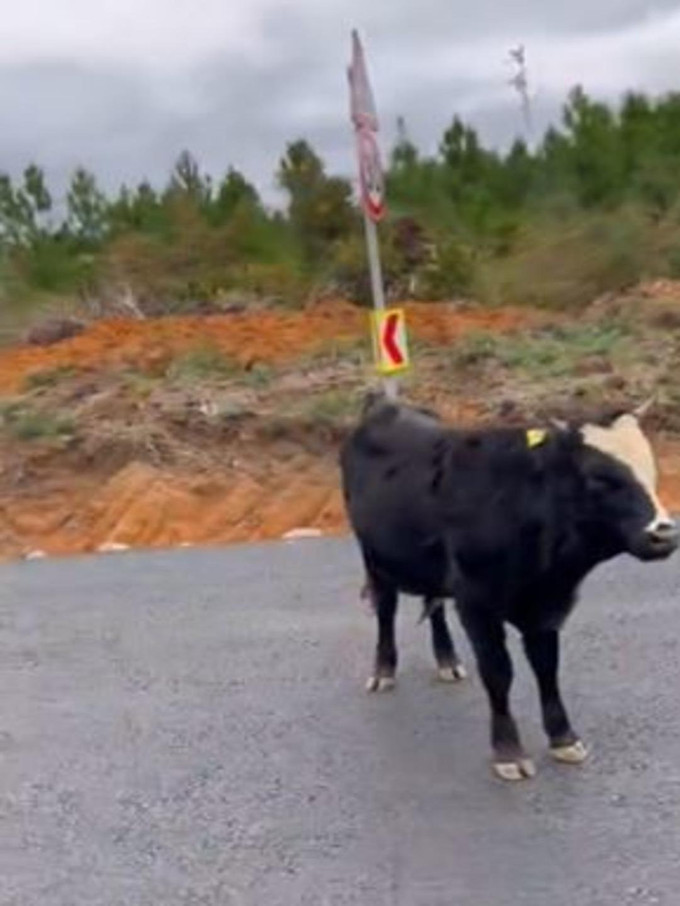 Önce Samsun şimdi Erzurum! Hareketsiz, donup kalan hayvanlar olay oldu - Resim : 3