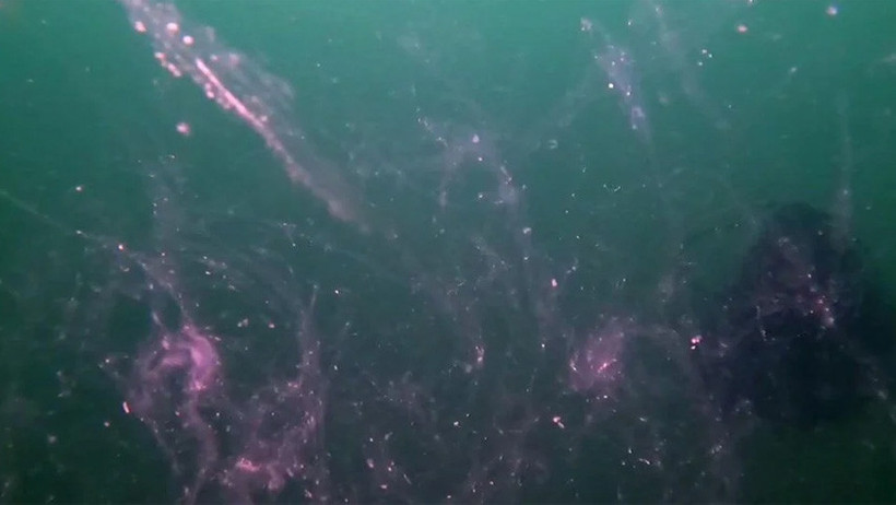 Müsilaj, Marmara Denizi'ni istila etti! - Resim : 2