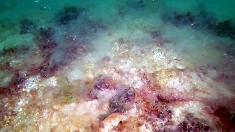 Müsilaj, Marmara Denizi'ni istila etti! - Resim : 1