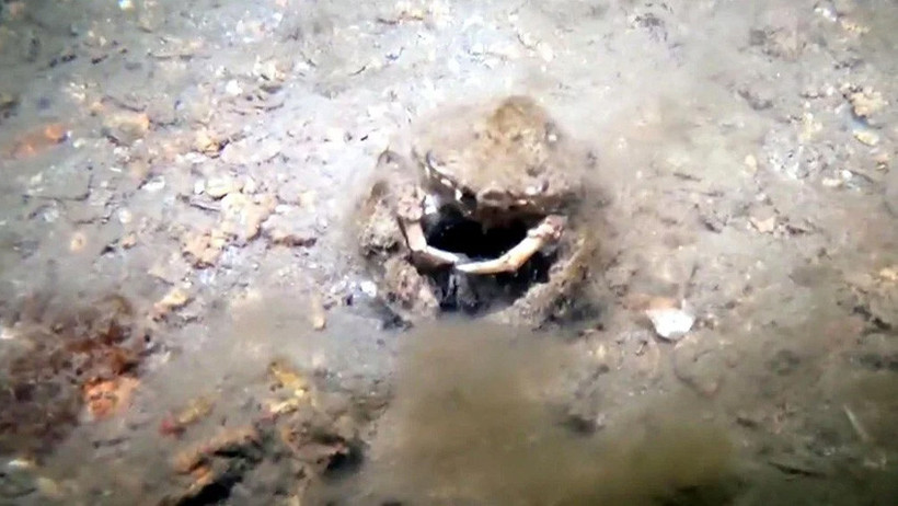 Müsilaj, Marmara Denizi'ni istila etti! - Resim : 3