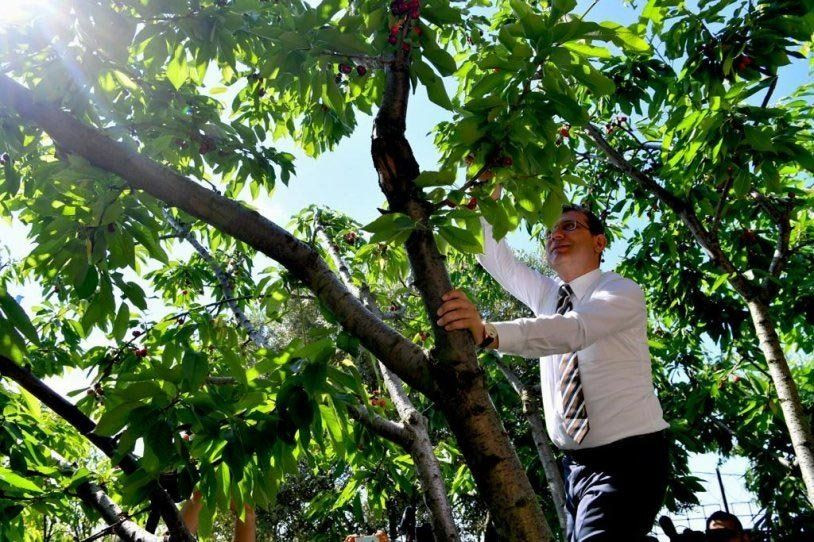 Ekrem İmamoğlu gazeteciler için kiraz topladı - Sayfa 3