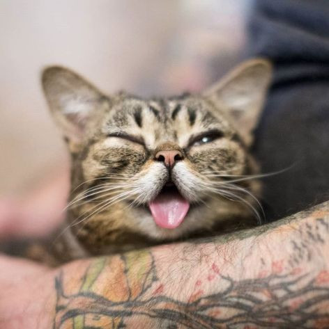 5 milyon takipçisi olan fenomen kedi Lil Bub hayatını kaybetti - Sayfa 5