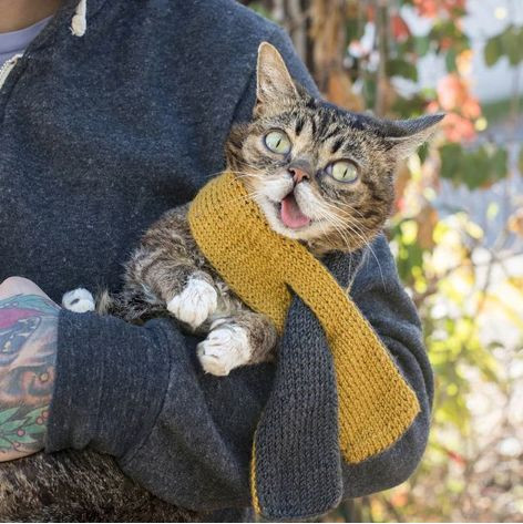 5 milyon takipçisi olan fenomen kedi Lil Bub hayatını kaybetti - Sayfa 6