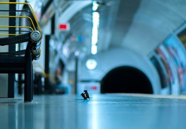 Doğal yaşam fotoğrafları: Dövüşen metro fareleri halk jürisi ödülünü kazandı - Sayfa 1