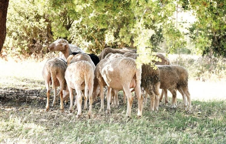 Şöhreti geride bırakıp, Milas'a yerleşti... Özlem Tekin'in çiftlik hayatı - Sayfa 5