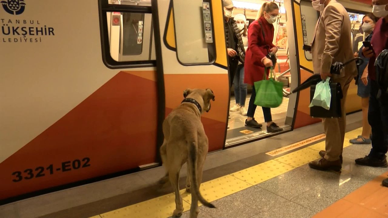 Mikroçip takılan Boji, toplu taşımayla bütün İstanbul'u turluyor - Sayfa 6