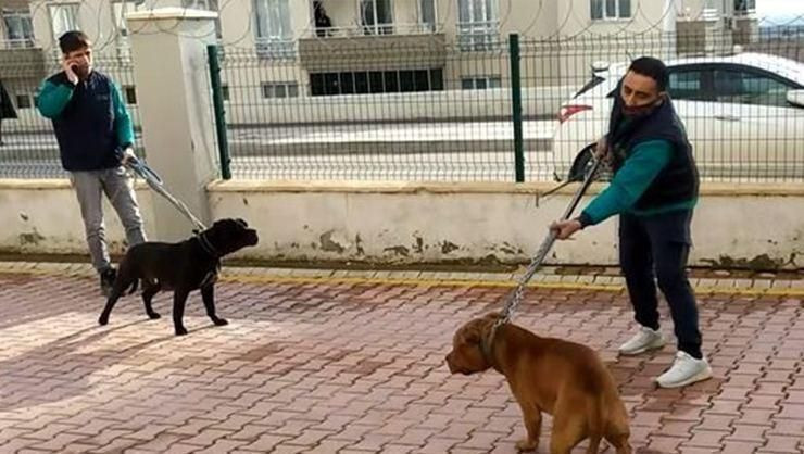 Asiye Ateş pitbull saldırısı sonrası ilk kez konuştu! Annesinin yanında söyledikleri duygulandırdı - Sayfa 16