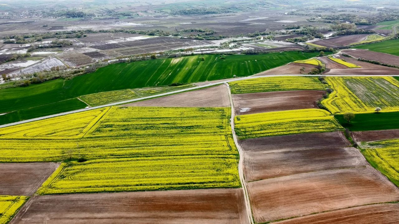 Ayçiçek yağında krizi bitirecek gelişme! Çiftçiler o uygulamadan vazgeçti - Sayfa 1