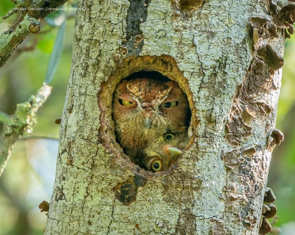 Yılın en komik vahşi yaşam fotoğrafları belli oldu! İşte birbirinden renkli o kareler... - Sayfa 14