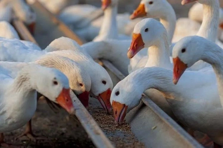 Hangi şehrimizin neyi meşhur? İşte Türkiye’nin zenginlikleri… - Sayfa 47