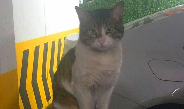 Kedi Eros'un katilinin serbest bırakılması ünlü isimleri ayaklandırdı! Cumhurbaşkanı Erdoğan'a çağrı - Sayfa 2