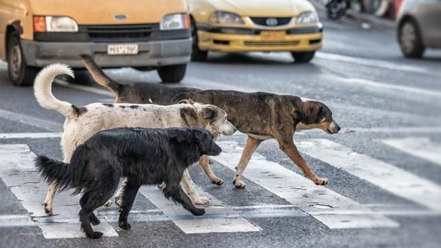 AKP'nin sokak hayvanları taslağından: 1 ay içinde sahiplenen olmazsa ötenazi - Sayfa 10