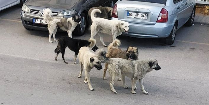 AKP'nin sokak hayvanları taslağından: 1 ay içinde sahiplenen olmazsa ötenazi - Sayfa 24