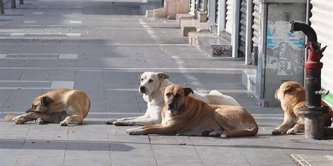 AKP'nin sokak hayvanları taslağından: 1 ay içinde sahiplenen olmazsa ötenazi - Sayfa 25