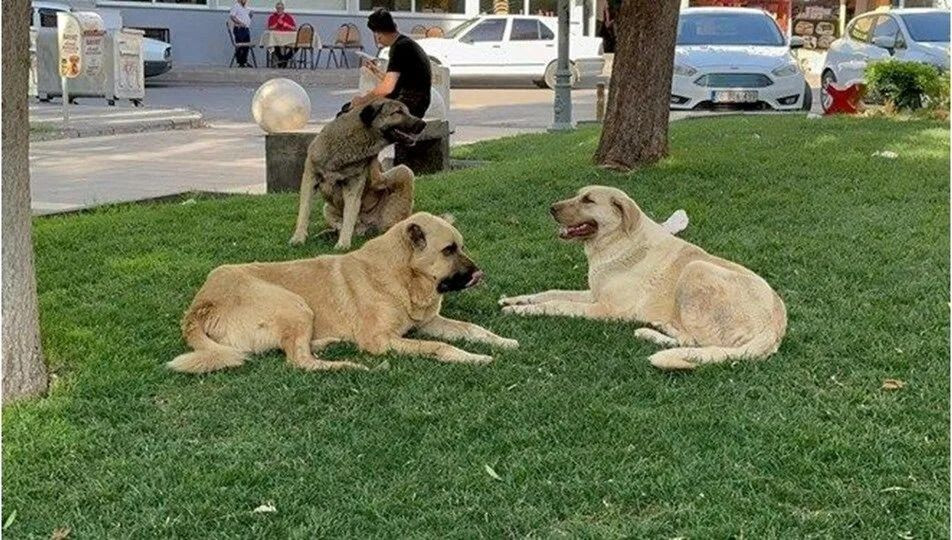 AKP'nin sokak hayvanları taslağından: 1 ay içinde sahiplenen olmazsa ötenazi - Sayfa 3