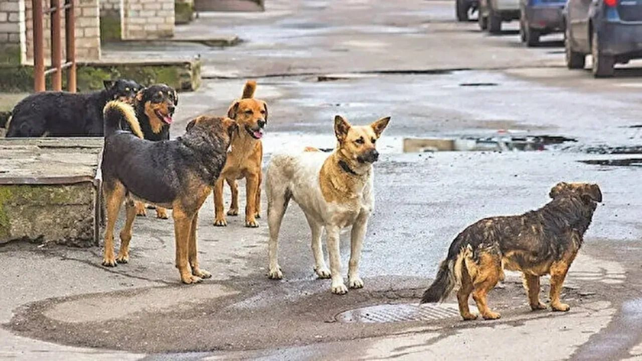 AKP'nin sokak hayvanları taslağından: 1 ay içinde sahiplenen olmazsa ötenazi - Sayfa 11