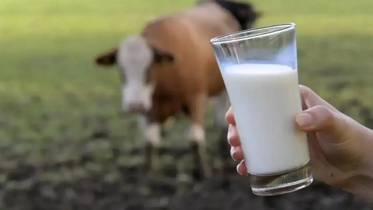 Vatandaşı böyle kandırmışlar! Marka marka açıklandı: İşte hileli süt, yoğurt, tereyağı ve peynirler - Sayfa 6