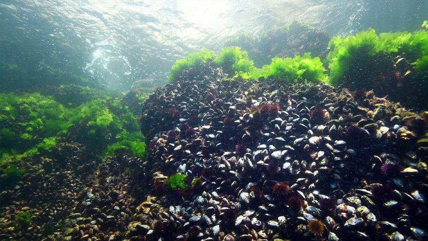 Marmara Denizi ile ilgili korkutan uyarı! "Geri döndü her yere yayıldı" - Sayfa 7