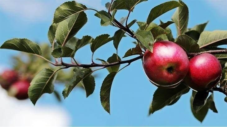 Osmanlı tıbbından çok ilginç bilgiler: Sakın bu hataları yapmayın! - Sayfa 7