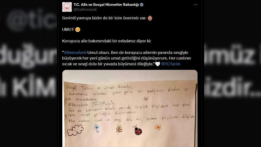 Kargo kutusunda bulunan yavru gorile 20 binin üzerinde isim önerisi - Sayfa 3