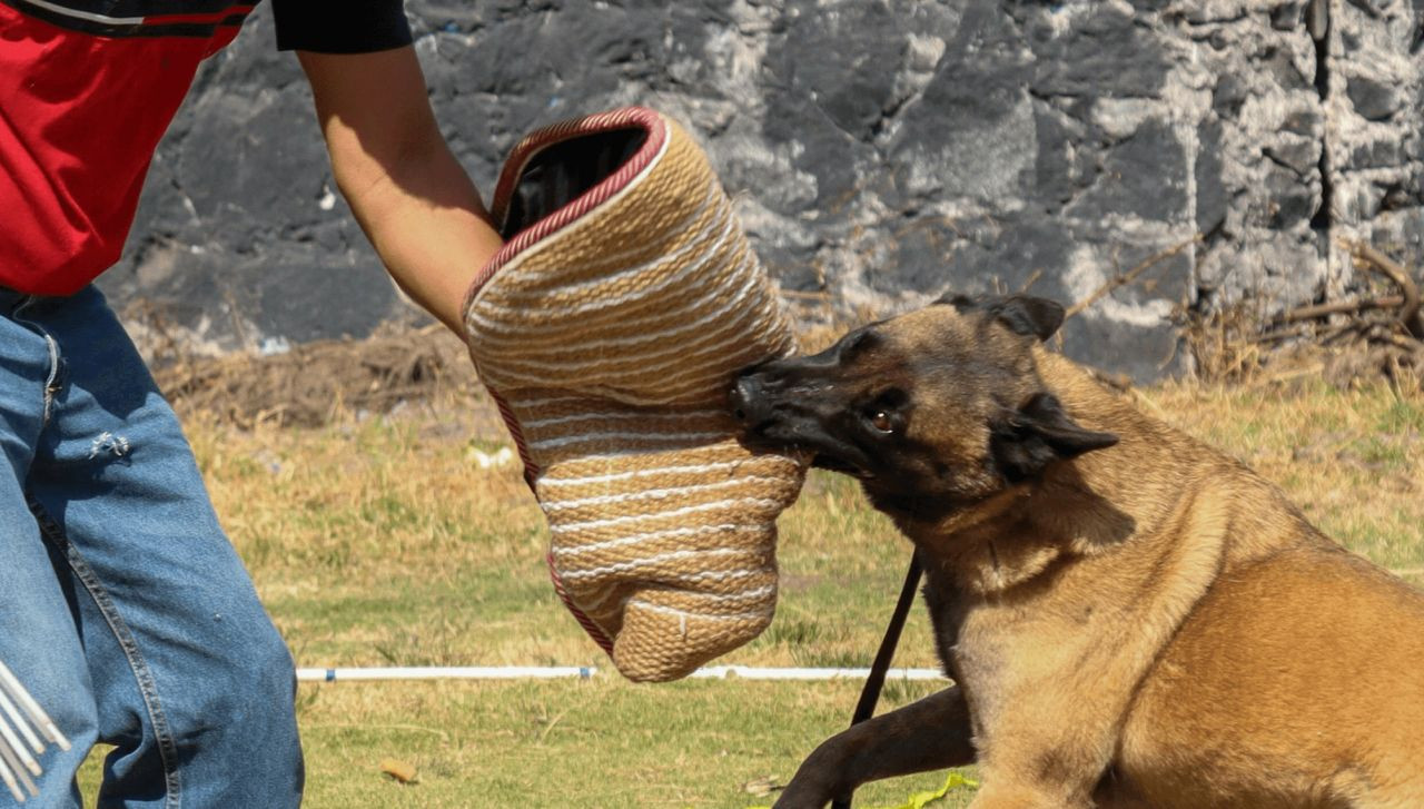 Rüyada Köpek Kovalaması Ne Anlama Gelir? Rüyada Kendisini veya Bir Başkasını Köpek Kovalaması Nedir? - Sayfa 4