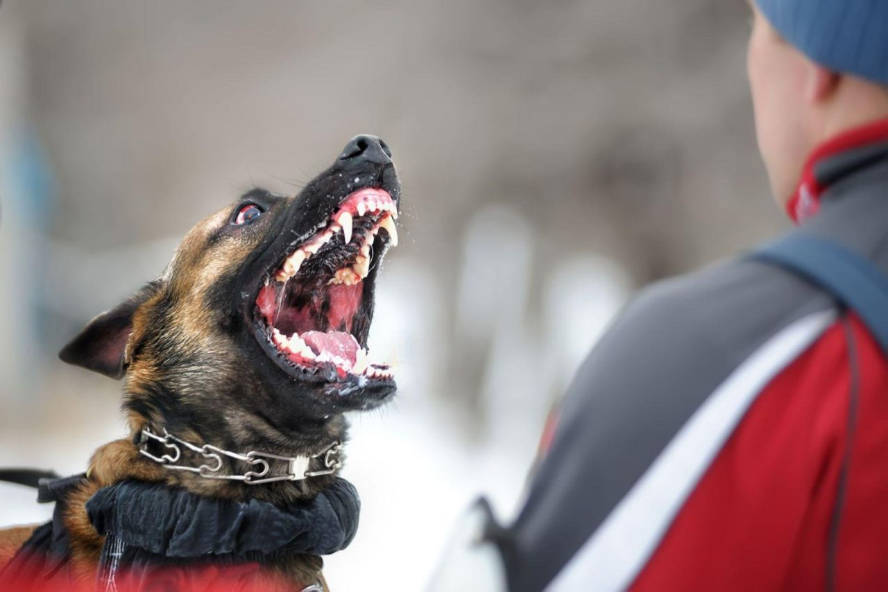 Rüyada Köpek Isırması Ne Anlama Gelir? - Sayfa 1