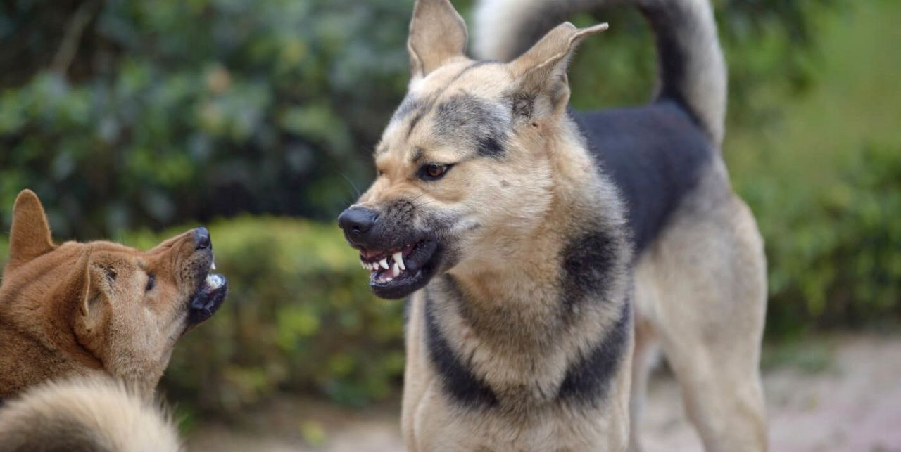 Rüyada Köpek Kovalaması Ne Anlama Gelir? Rüyada Kendisini veya Bir Başkasını Köpek Kovalaması Nedir? - Sayfa 2