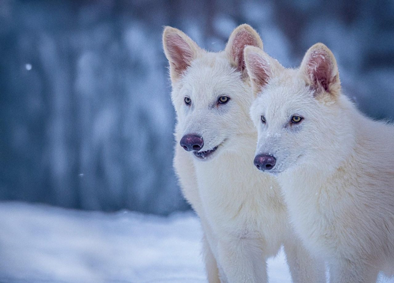 ULU KURT GERÇEK Mİ, NEDİR? Ulukurt (Dire Wolf) Gerçek Mi, Geri Mi Döndü? Ulukurt Boyutu ve Türü - Sayfa 1