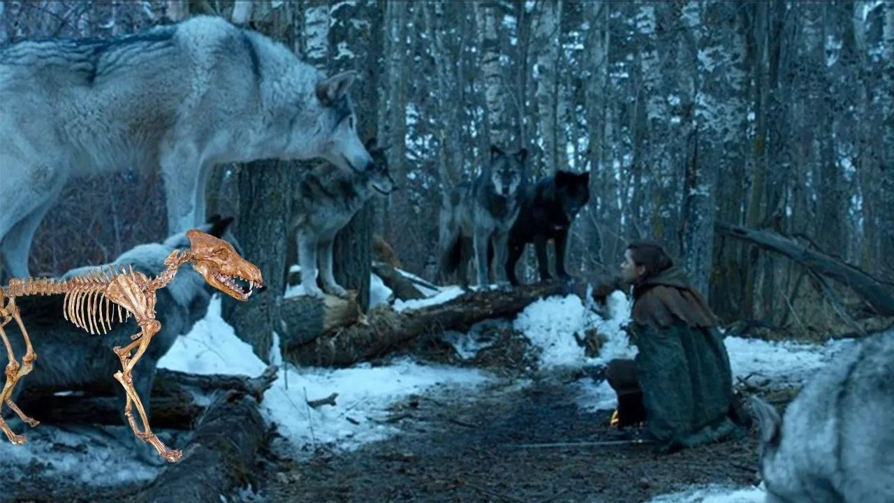 ULU KURT GERÇEK Mİ, NEDİR? Ulukurt (Dire Wolf) Gerçek Mi, Geri Mi Döndü? Ulukurt Boyutu ve Türü - Sayfa 4