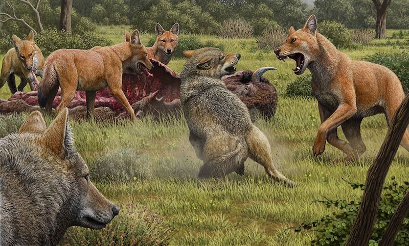 ULU KURT GERÇEK Mİ, NEDİR? Ulukurt (Dire Wolf) Gerçek Mi, Geri Mi Döndü? Ulukurt Boyutu ve Türü - Sayfa 2