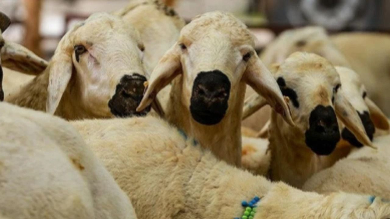 SON DAKİKA: KURBAN BAYRAMI TATİLİ UZATILDI MI? FAHRETTİN ALTUN'DAN AÇIKLAMA - BAYRAM TATİLİ KAÇ GÜN? - Sayfa 3