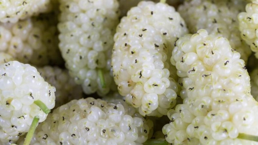 Bin yıllık reçete! İbn-i Sina’dan güneş lekelerine doğal formül - Sayfa 3