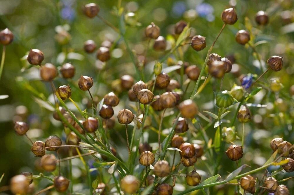 Tıkalı damarları yağ çöz gibi açıyor, kanseri önlüyor! İbrahim Saraçoğlu önerdi: İşte o şifalı besin - Sayfa 2