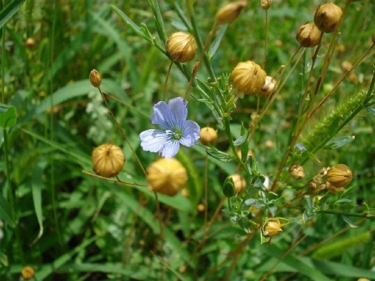 Tıkalı damarları yağ çöz gibi açıyor, kanseri önlüyor! İbrahim Saraçoğlu önerdi: İşte o şifalı besin - Sayfa 4