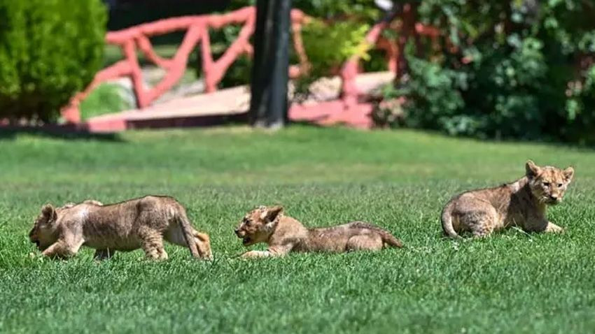 Cumhurbaşkanı Erdoğan'ın aslanlarına isim aranıyor: Sosyal medya üzerinden anket yapılacak - Sayfa 1