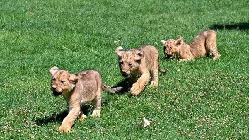 Cumhurbaşkanı Erdoğan'ın aslanlarına isim aranıyor: Sosyal medya üzerinden anket yapılacak - Sayfa 2