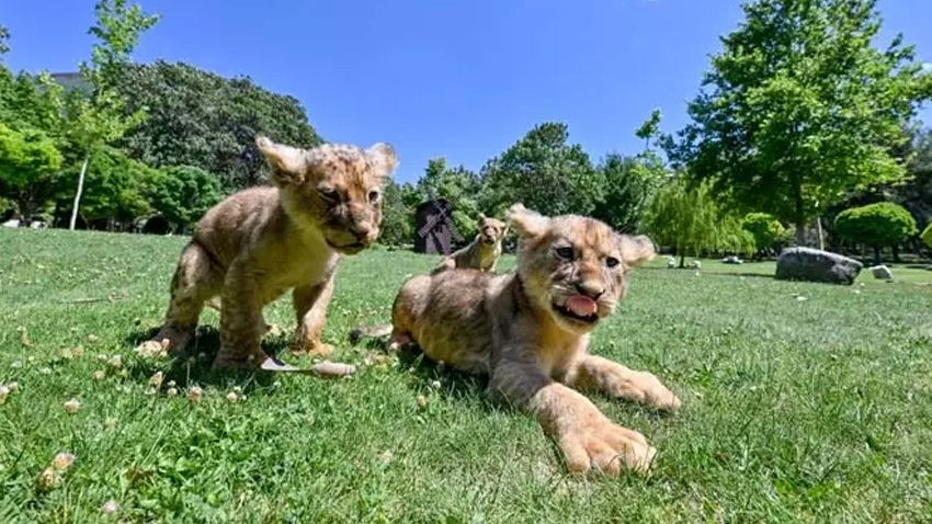 Cumhurbaşkanı Erdoğan'ın aslanlarına isim aranıyor: Sosyal medya üzerinden anket yapılacak - Sayfa 3