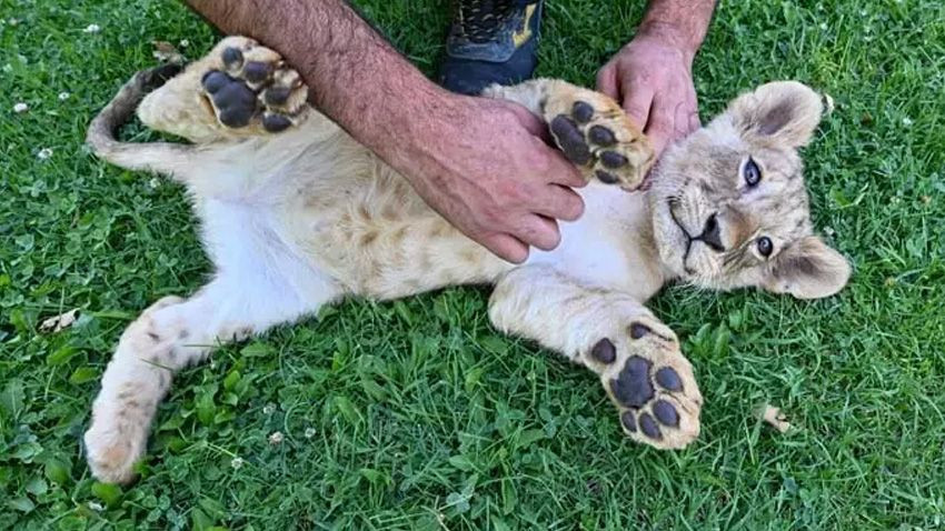 Cumhurbaşkanı Erdoğan'ın aslanlarına isim aranıyor: Sosyal medya üzerinden anket yapılacak - Sayfa 4
