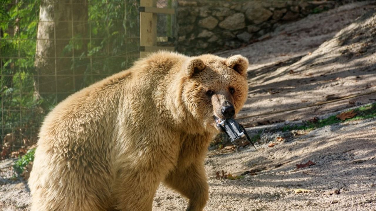 Rüyada ayı görmek ne anlama gelir? Rüyada ayı görmek ne demek, neye işarettir? - Sayfa 4